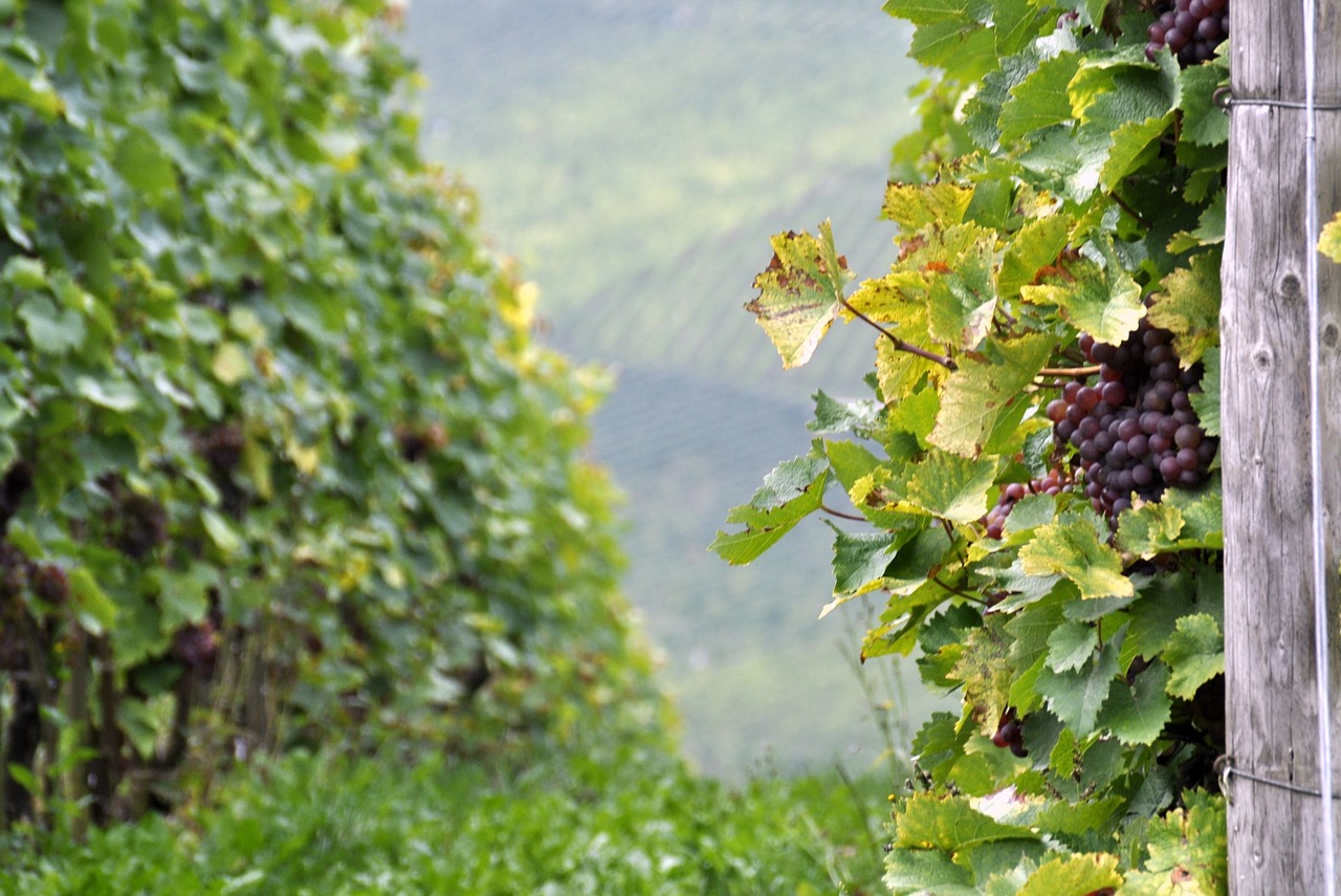 A Guide to the Best Wine Regions in Italy